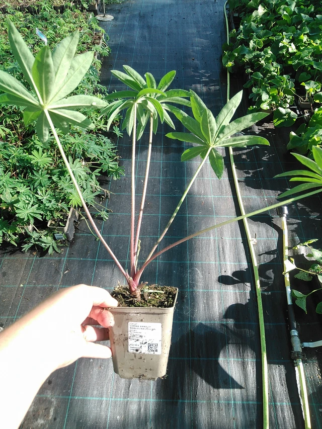 Altramuz Band of Nobles Kastellan - 19. 8. 2025