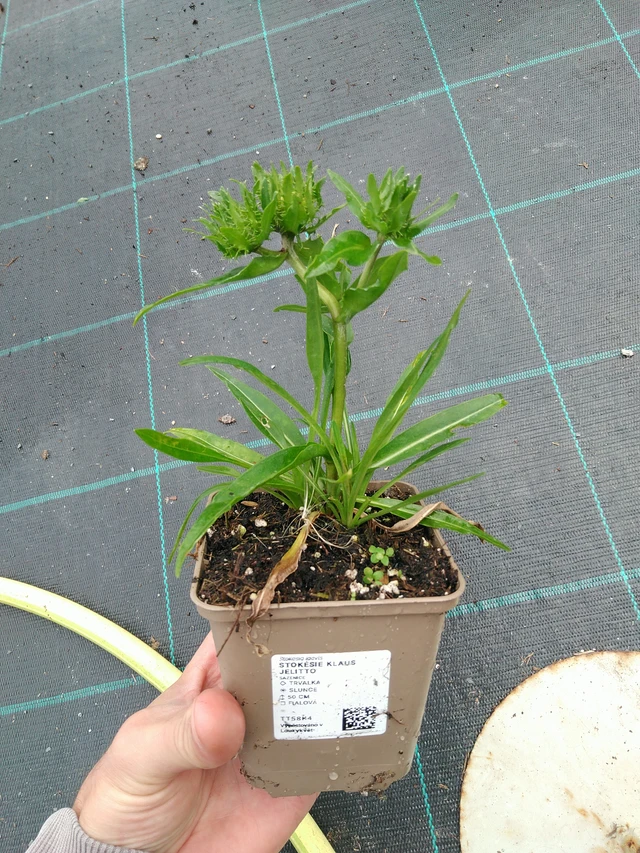 Stoke's Aster Klaus Jelitto - 21. 8. 2025