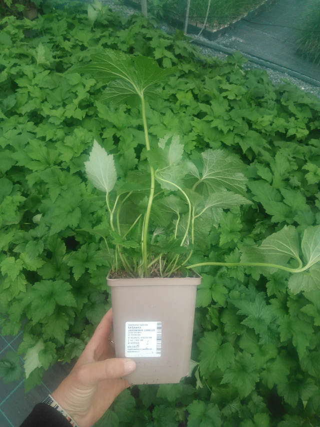 Sasanka japonská Lorelei - 2024