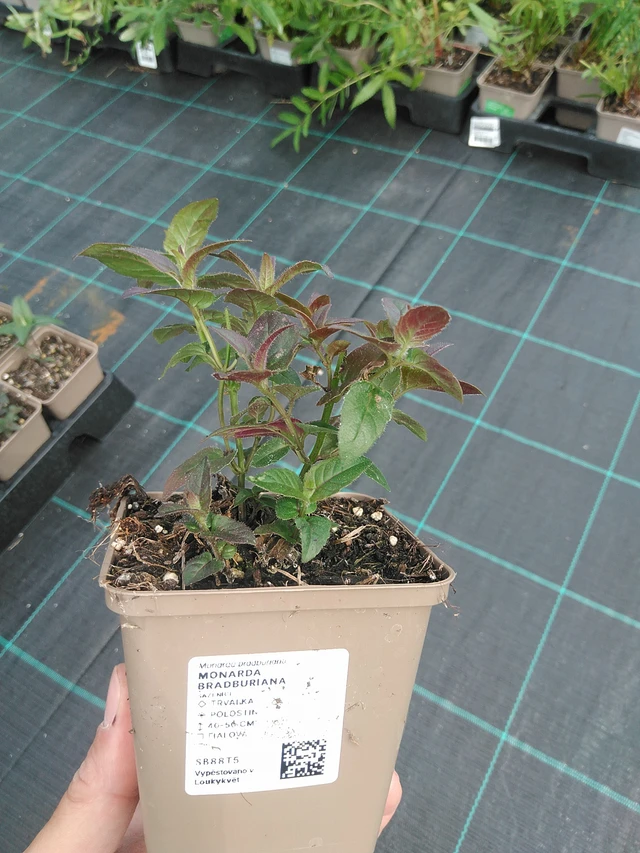 Monarda bradburiana - 24. 6. 2025