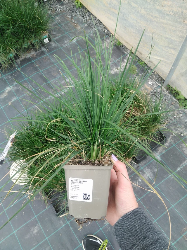 Metlice trsnatá Schottland - 9. 6. 2025