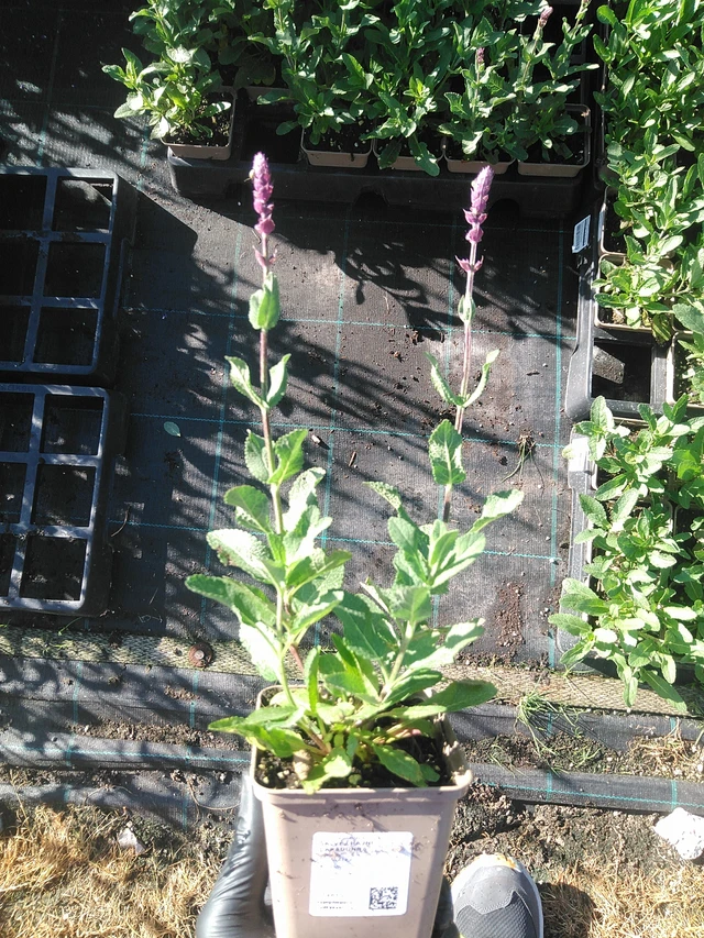 Šalvěj hajní Caradonna - 19. 8. 2025