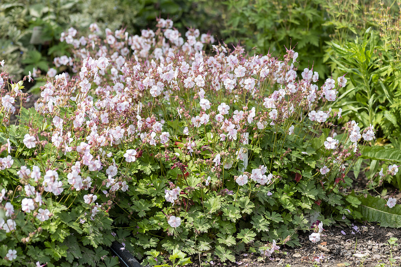 Kakost kantabrijský Biokovo, Loukykvět