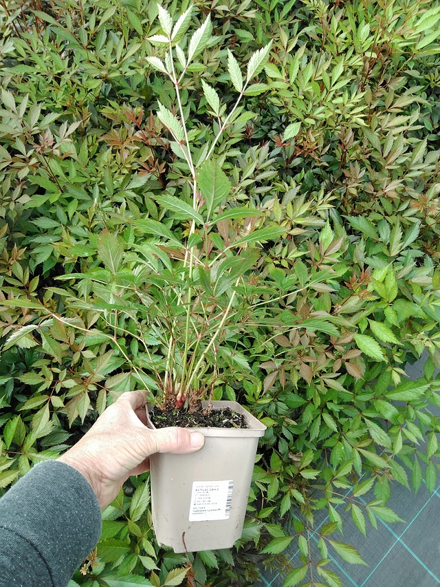 Astilbe Erika - 9. 6. 2025