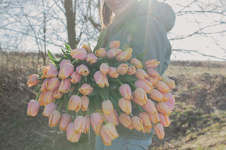 Tulipán Coral Pride (Zantuel), Loukykvět