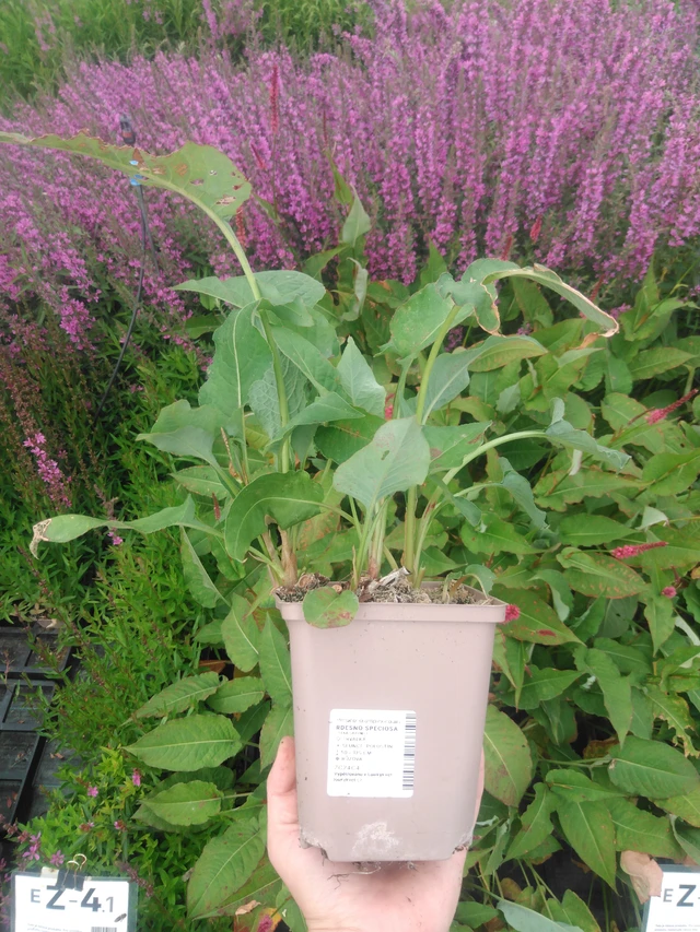 Persicaria Speciosa - 2024