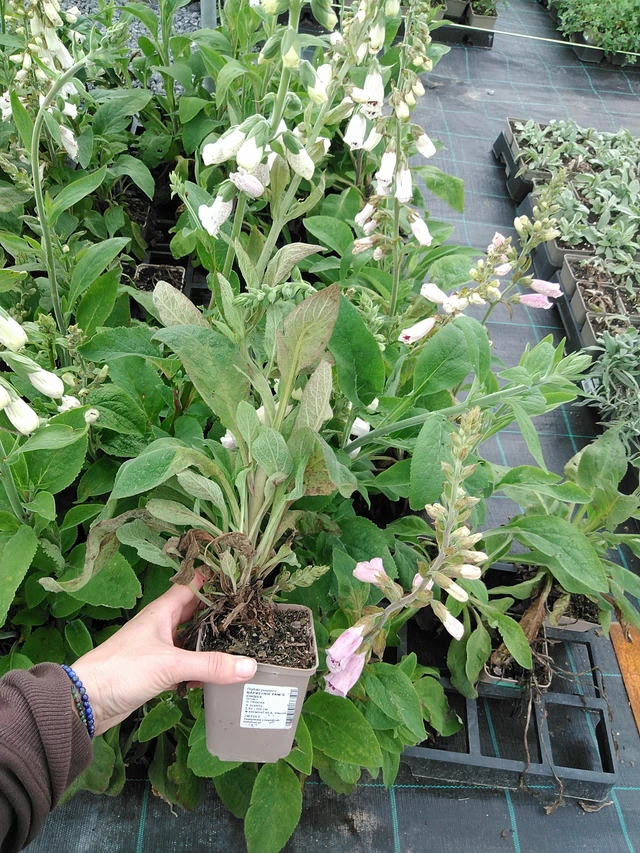 Dedalera Pam’s Choice - 9. 6. 2025