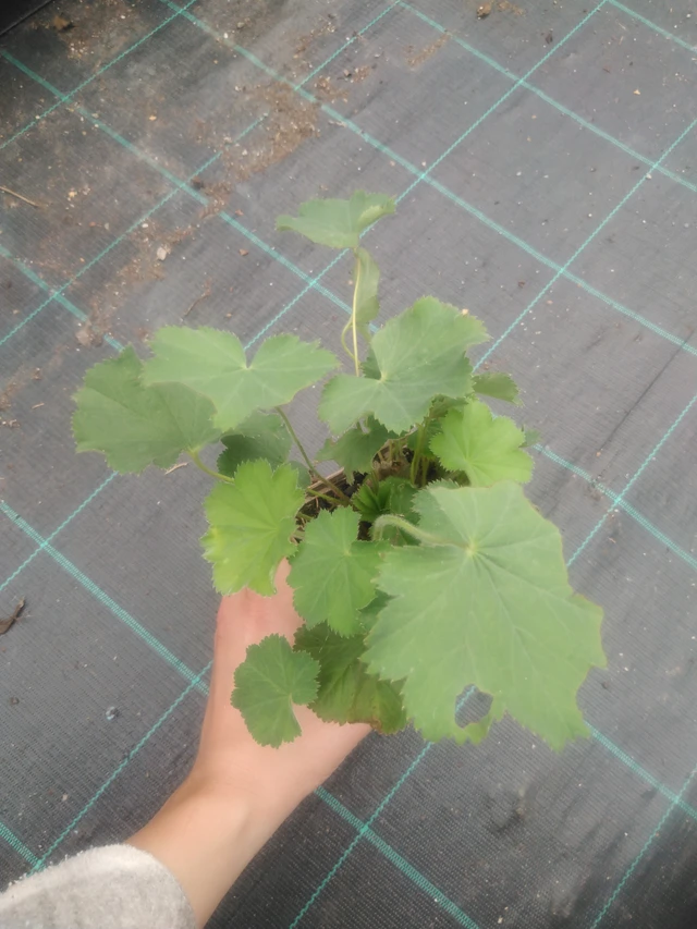 Kontryhel Irish Silk - 2024