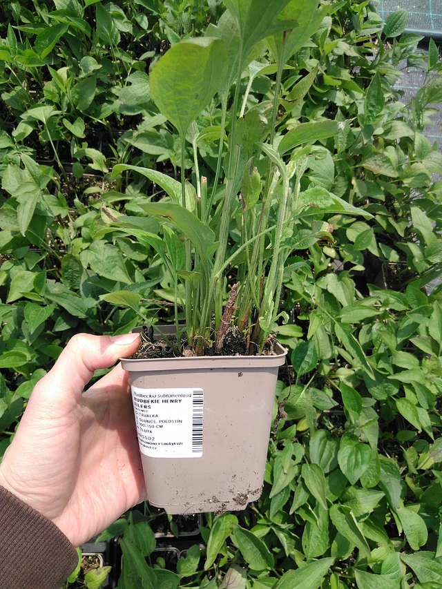 Rudbeckia Henry Eilers - 9. 6. 2025