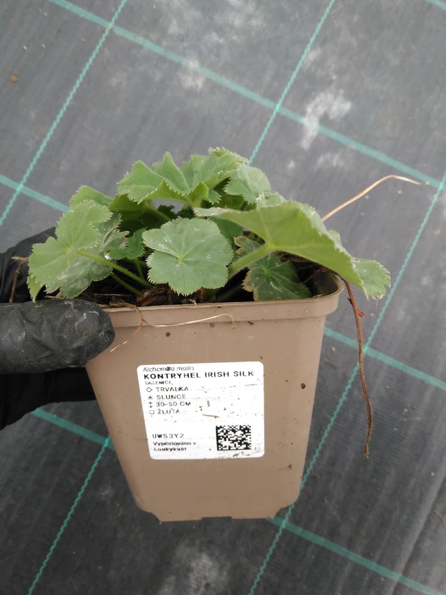 Kontryhel Irish Silk - 1. 4. 2026