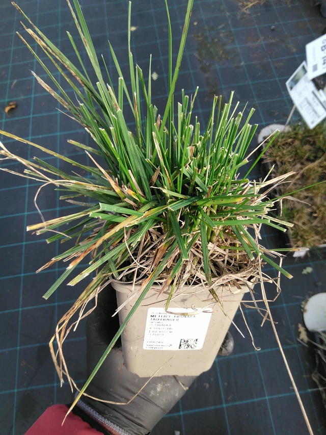 Metlice trsnatá Tauträger - 31. 10. 2025