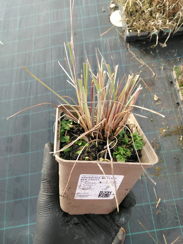 Vousatice metlatá Red Frost - 31. 10. 2025