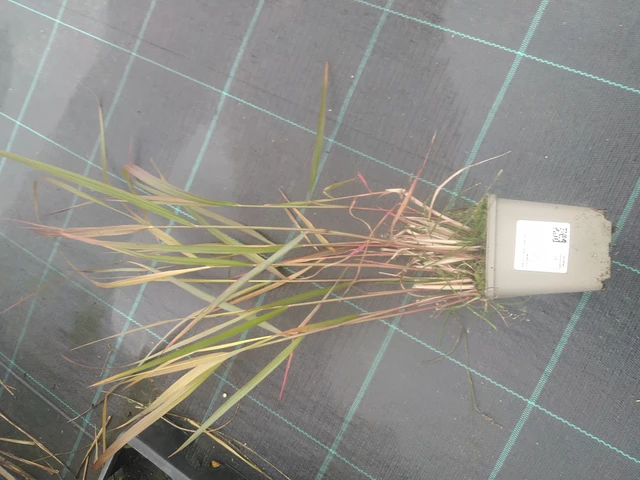 Proso prutnaté Squaw - 10. 10. 2025