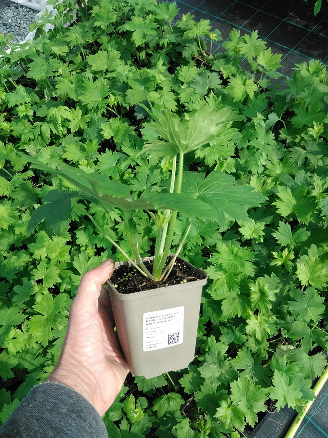 Larkspur Magic Fountains White (Dark Bee) - 9. 6. 2025