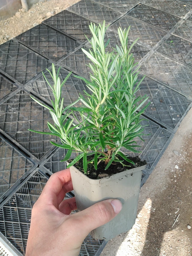 Romero Hishtil Perigord - 1. 7. 2025