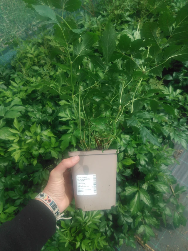 Astilbe Europa - 2024