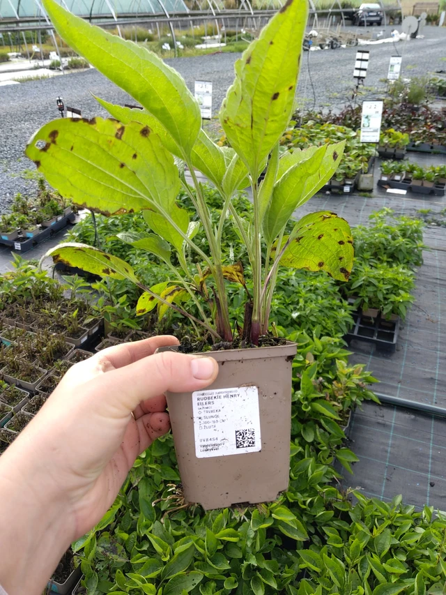 Rudbeckia Henry Eilers - 9. 10. 2025