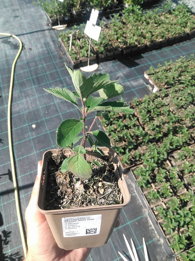 Ořechokřídlec Pagoda Dark Pink - 30. 6. 2025