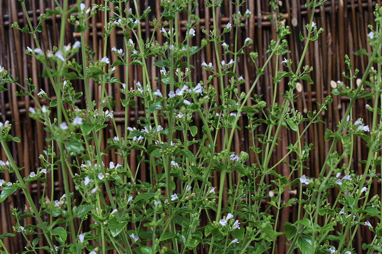 Marulka lékařská, Loukykvět