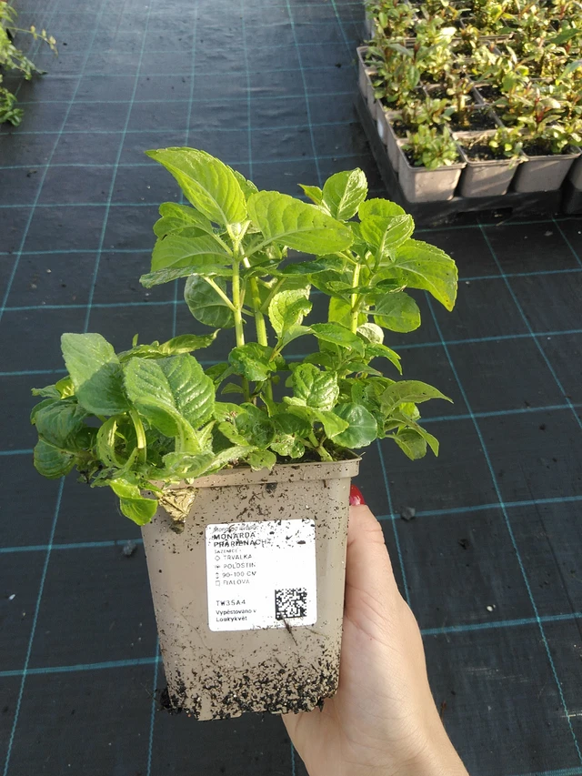 Monarda Prärienacht - 11. 9. 2025