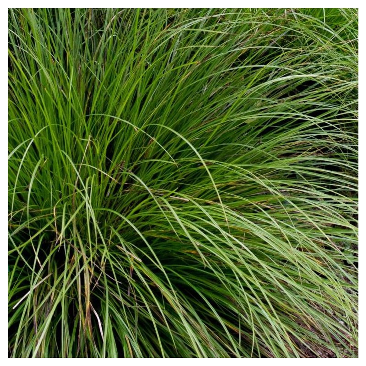 Sás Kyoto, Loukykvět