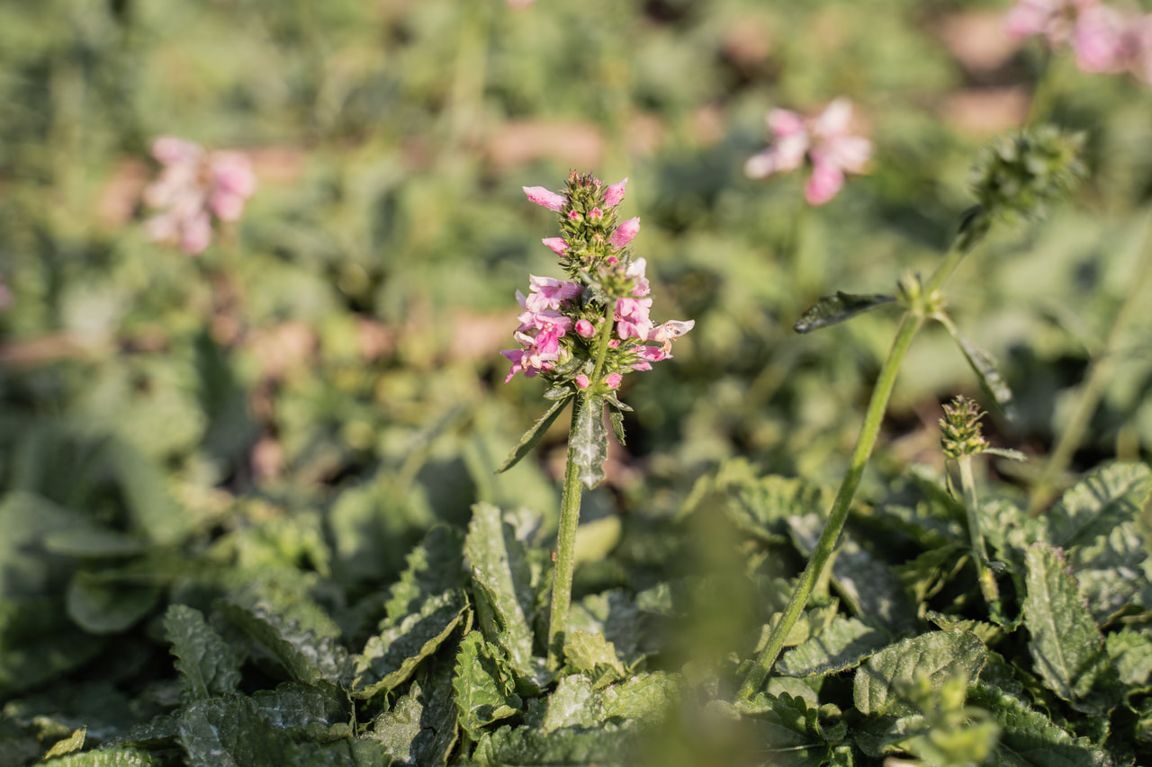Bukvice Saharan Pink, Loukykvět