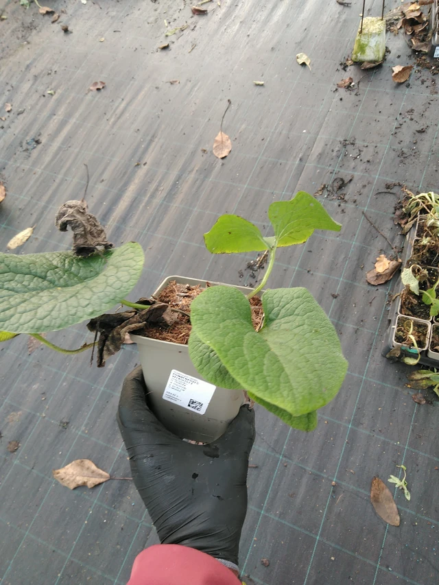 Nomeolvides de hojas grandes  - 31. 10. 2025