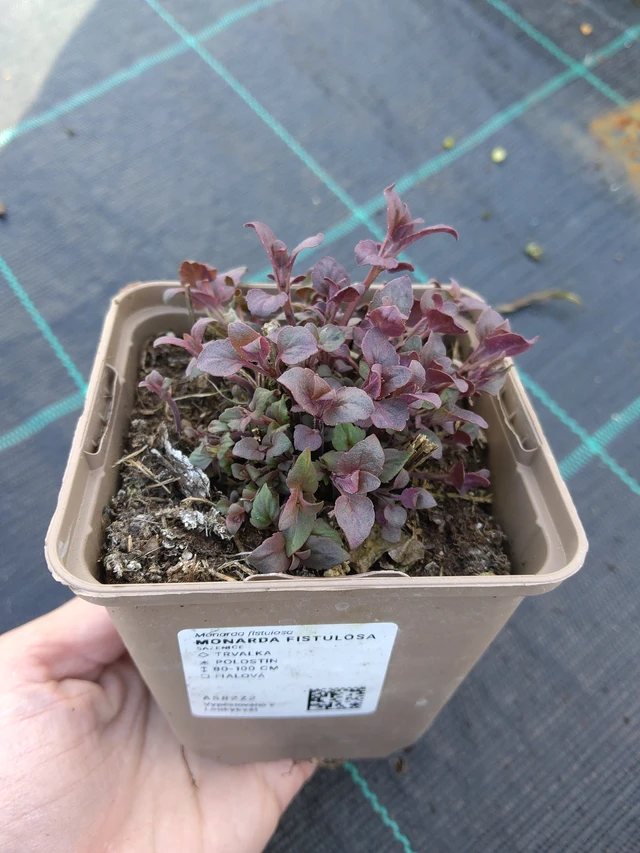 Monarda fistulosa - 27. 3. 2026