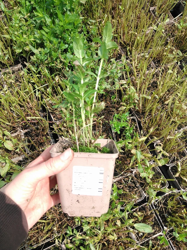 Rantakukka Blush - 9. 6. 2025