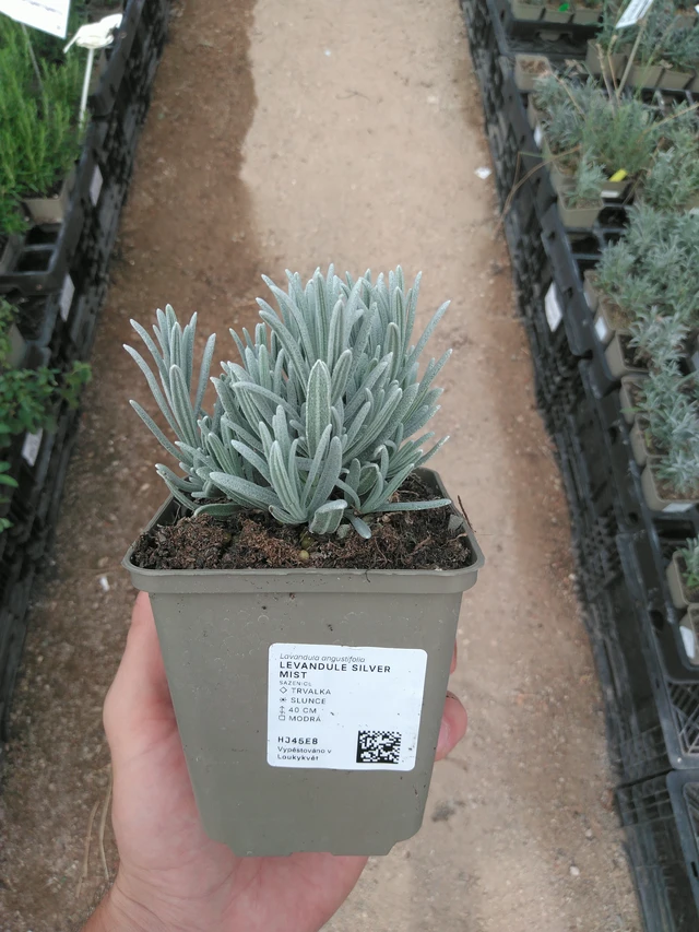Lavender Silver Mist - 25. 7. 2025