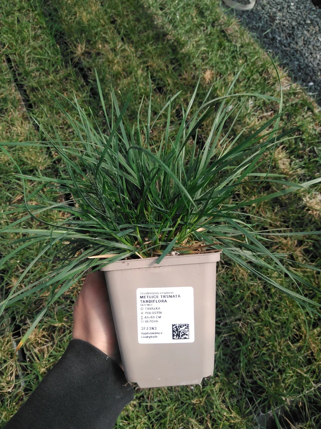Metlice trsnatá Tardiflora - 13. 5. 2025