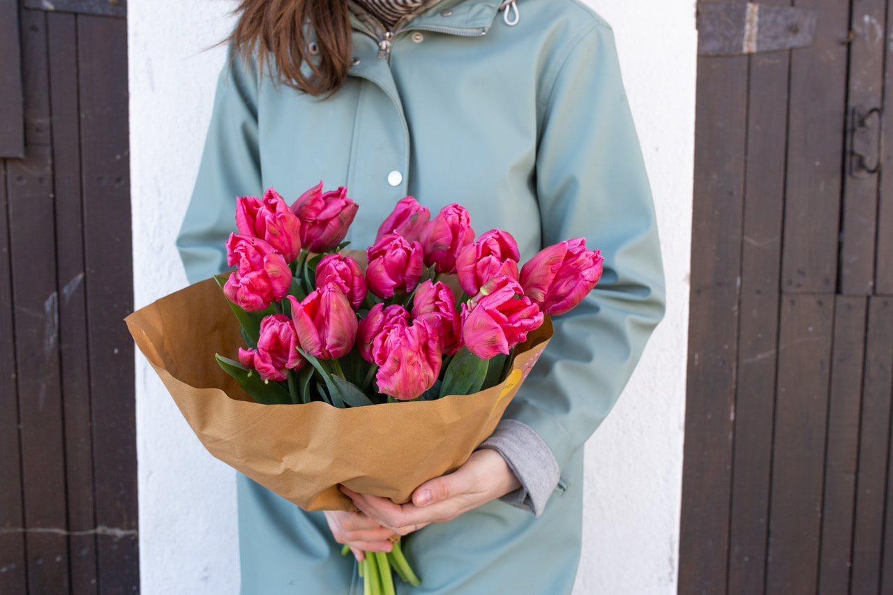 Tulip Marvel Parrot, Loukykvět