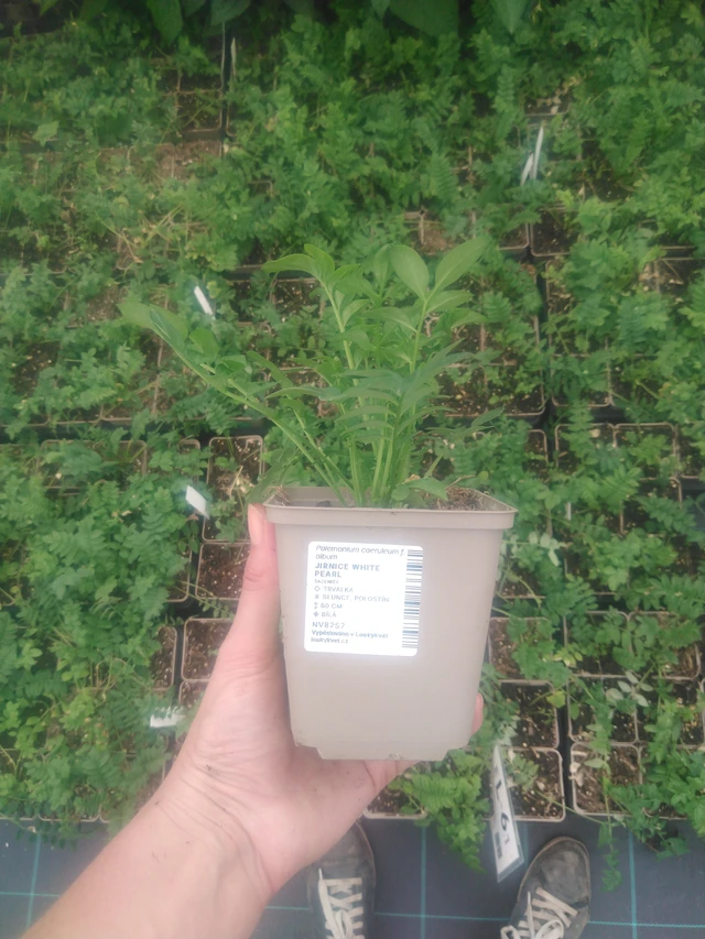 Astrantia White Pearl - 2024