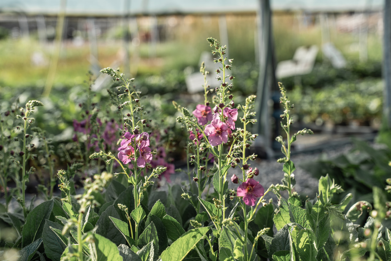 Divizna Plum Smokey, Loukykvět