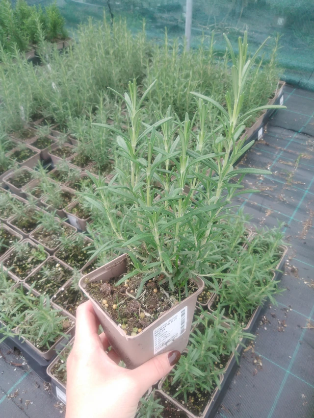 Romero Hishtil Perigord - 2024