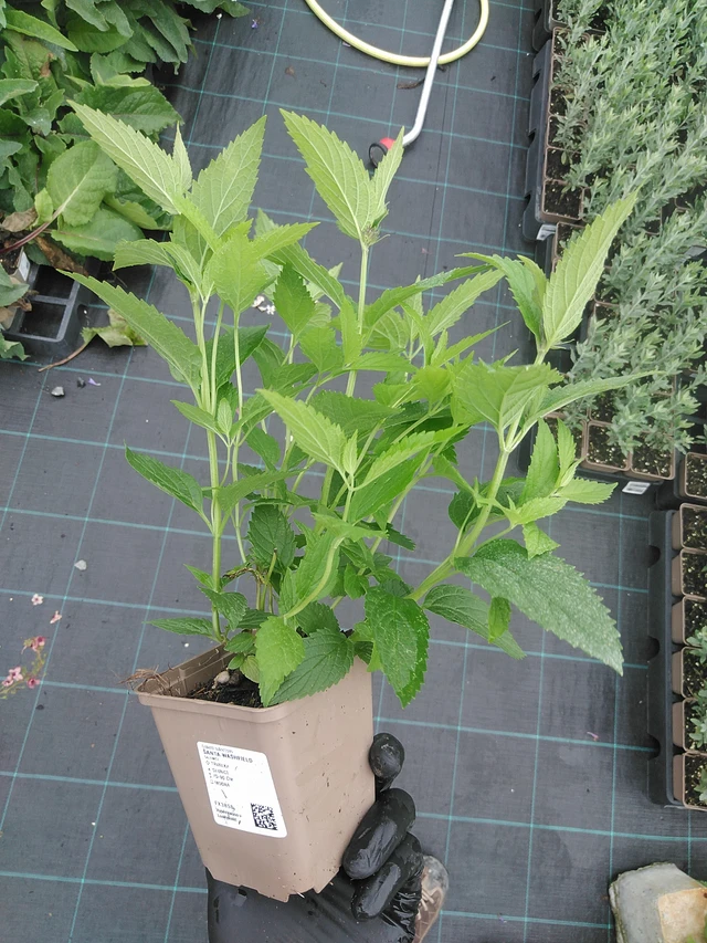 Šanta Washfield - 4. 8. 2025