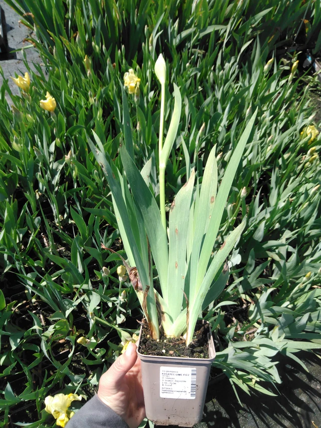 Lirio Lime Fizz - 13. 5. 2025