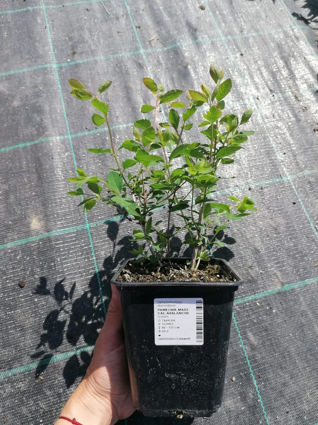 Snowberry Magical Avalanche - 2024