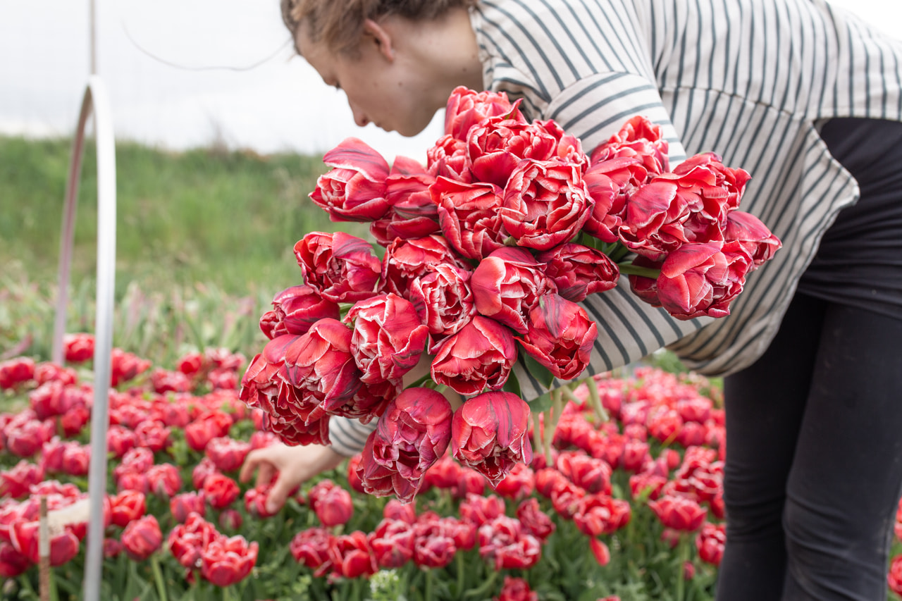 Tulipán Cabella, Loukykvět