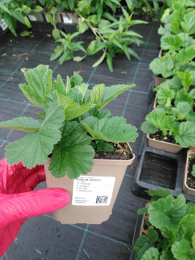 Geum Borisii - 29. 7. 2025