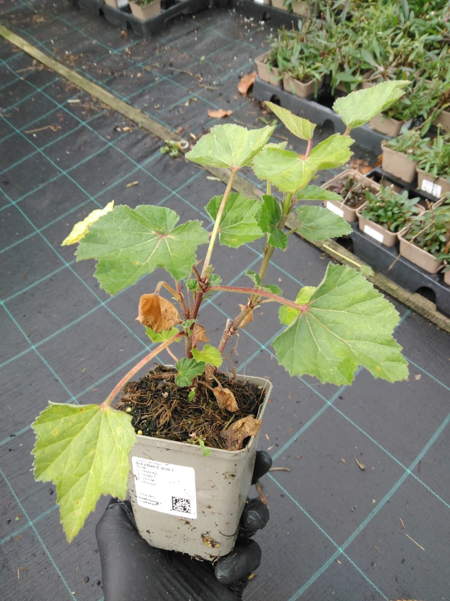 Malvavisco Duet - 23. 10. 2025