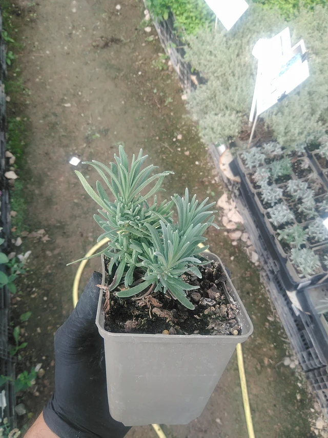 Lavender Rosea - 10. 9. 2025