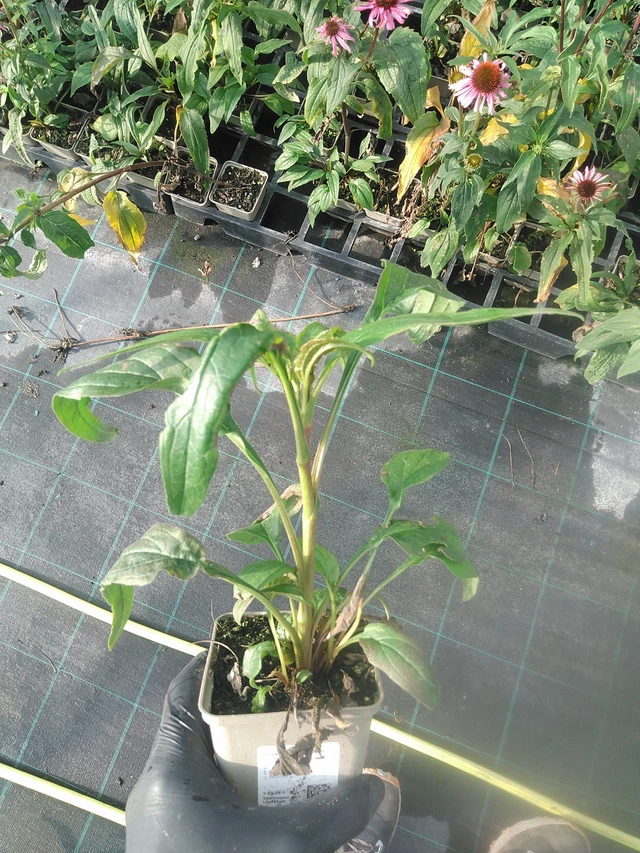 Echinacea Magnus - 13. 10. 2025