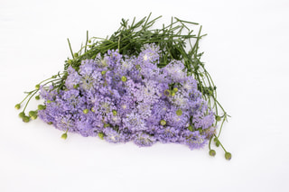 Didiscus Lavender Blue, Loukykvět