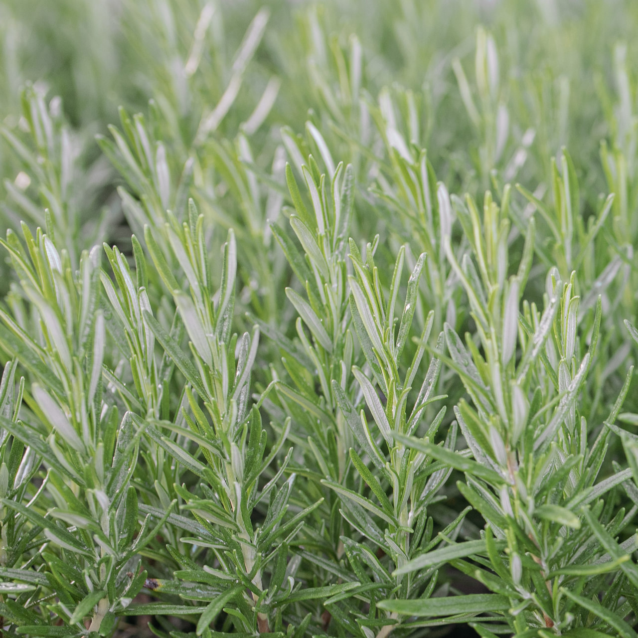 Rozmarýn Hishtil Perigord, Loukykvět