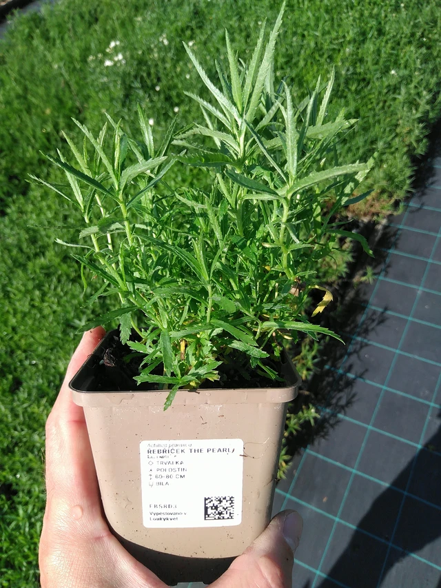 Milenrama The Pearl - 24. 6. 2025