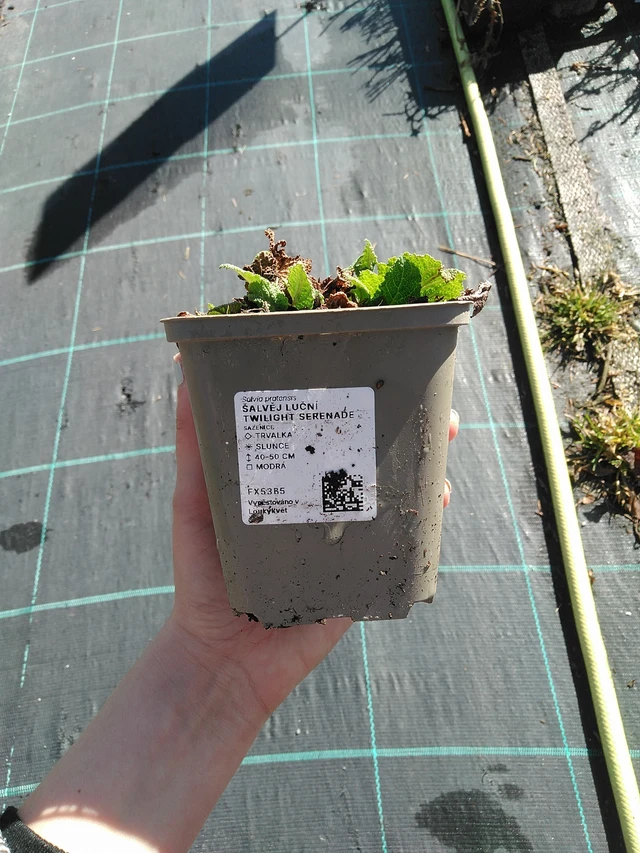 Sauge des prés Twilight Serenade - 7. 4. 2026