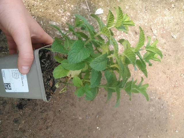 Mięta hiszpańska - 17. 7. 2025