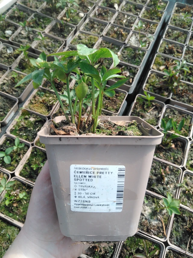 Hellebore Pretty Ellen White Spotted - 3. 4. 2025
