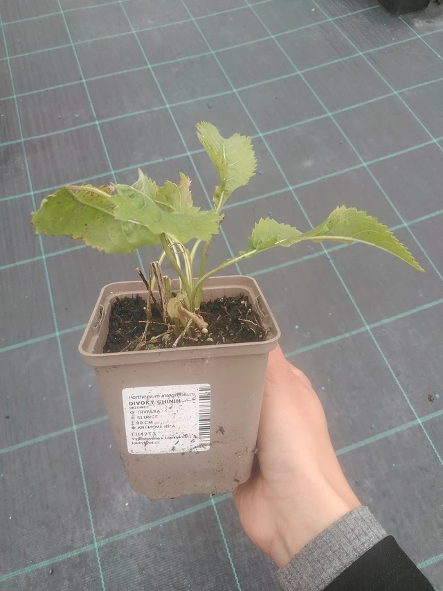 Villi kiina - 10. 10. 2025